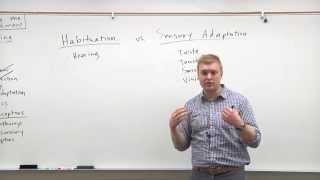 2015 MCAT Psychology 6  Sensory Adaptation amp Habituation [upl. by Balas]