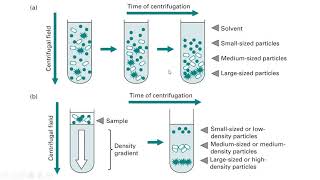 Preparative Centrifugation [upl. by Keyek]