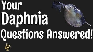 Daphnia Questions Answered [upl. by Ayocal]