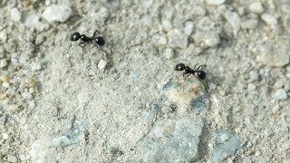 How to Get Rid of Ants  Consumer Reports [upl. by Bate]