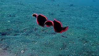 Shiny Red Flatworm Swims Through Ocean [upl. by Tedder142]