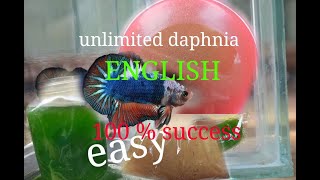 daphnia moina culture Easy way Unlimited production English  with sub Green water Chlorella [upl. by Ames318]