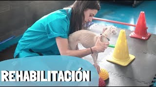 EJERCICIOS DE REHABILITACIÓN PARA PERROS  Medicina Veterinaria [upl. by Nomihs972]