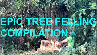 Epic Tree Felling Compilation [upl. by Irene577]