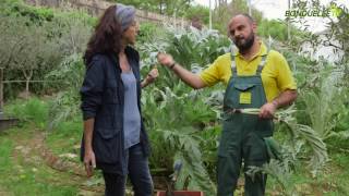 La scarducciatura dei carciofi  Bonduelle TV  A spasso nellorto [upl. by Chui]