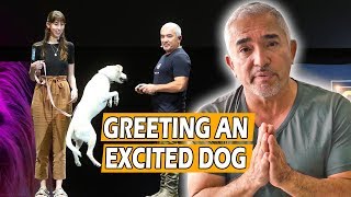 How To Calm An Excited Dog First Meeting  Live Dog Demo [upl. by Aehsila75]