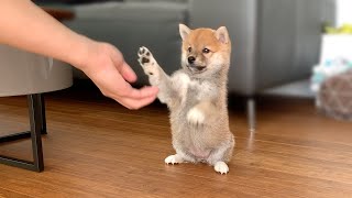 2MonthOld Shiba Inu Puppy Compilation [upl. by Casaleggio]