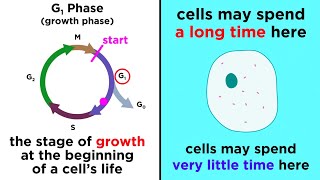 The Cell Cycle and its Regulation [upl. by Dagley]