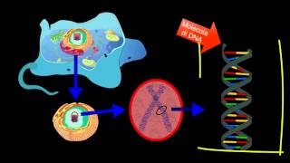 Il DNA  Scienze facili byAP [upl. by Rauch]