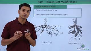 Class 11th – Root  Fibrous Root Modifications  Morphology of Flowering Plants  Tutorials Point [upl. by Anyrb798]