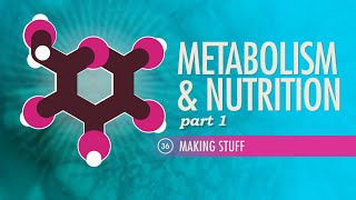 Metabolism amp Nutrition Part 1 Crash Course Anatomy amp Physiology 36 [upl. by Stultz]