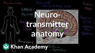 Neurotransmitter anatomy  Organ Systems  MCAT  Khan Academy [upl. by Enilra294]