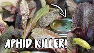 CONTROL ANTS amp APHIDS with this SIMPLE TRICK [upl. by Ahsin145]