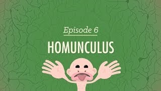 Homunculus Crash Course Psychology 6 [upl. by Narah974]