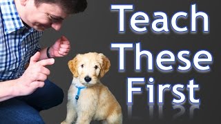 3 Easy Things to Teach your NEW PUPPY [upl. by Jorgan]