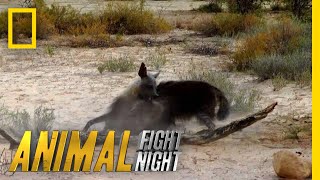 Hyena v Hyena Battle For Territory  Animal Fight Night [upl. by Sibyl575]