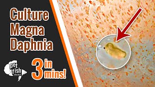 How to culture DAPHNIA MAGNA  The easy way [upl. by Aninotna]