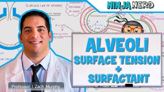 Respiratory  Surface Tension amp Surfactant in Alveoli [upl. by Etnasa456]