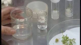 Basic Plant Tissue Culture Part 3 [upl. by Klarika703]