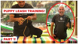 How To Leash Train Your Puppy Dog Tips [upl. by Irok]