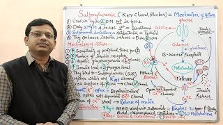 Diabetes Mellitus Part10 Mechanism of Action of Sulfonylurease  Antidiabetic Drugs  Diabetes [upl. by Wilbert]