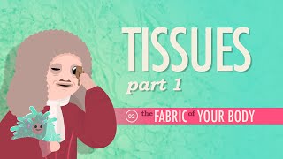 Tissues Part 1 Crash Course Anatomy amp Physiology 2 [upl. by Shannen]