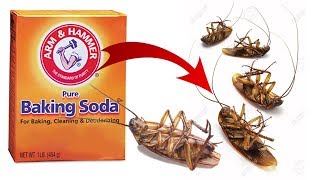 DIY Natural Cockroach Killer using Baking Soda [upl. by Lirbaj]