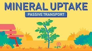 Plant Nutrition Mineral Absorption  Part 1 [upl. by Adivad]