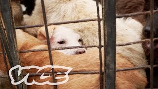 Dining on Dogs in China Dog Days of Yulin Part 22 [upl. by Sharl]