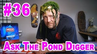 Using Algaecide in Ponds  Ask 36 [upl. by Dulcie]