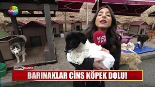 Barınaklar cins köpek dolu [upl. by Aicnerolf211]