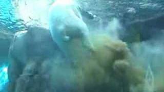 Polar Bear Poops Underwater Original [upl. by Timms]