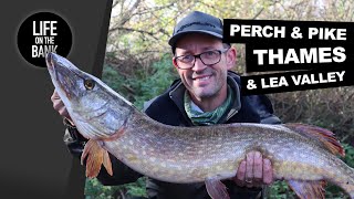 PIKE AND PERCH FISHING ON THE THAMES [upl. by Melvyn]