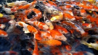 Fish Selection  Choosing Young Koi Fish for Your Pond  Part 1 [upl. by Oppen]