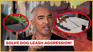 How to Stop Leash Aggression  Dog Nation [upl. by Tibbitts]