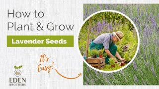 Lavender  How to Grow from Seed [upl. by Yeo]