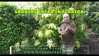 Growing Cacao Trees Chocolate in Florida [upl. by Araz]