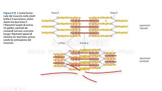 La contrazione muscolare [upl. by Yaf]