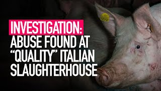 INVESTIGATION Cruelty Found at Celebrated Pig Slaughterhouse in Italy [upl. by Johna]