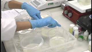 Plant Tissue Culture Media Preparation [upl. by Niwrad162]