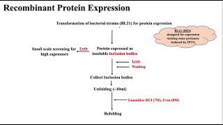 Protein Expression  Bacterial Expression System [upl. by Werdnael123]