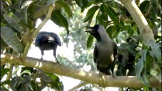 Very Loud crowing sounds of crow birds [upl. by Gollin336]