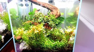 CYCLING YOUR AQUARIUM AND WHEN TO ADD PLANTS [upl. by Daphna]