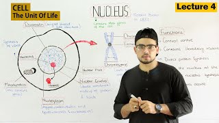 Nucleus Structure and Function  Video 4 [upl. by Sykleb]