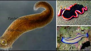 Flatworms Roundworms and Arthropods [upl. by Moritz808]