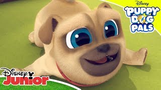 Playtime with Puppy Dog Pals Doghouse DanceOff  Puppy Dog Pals  Disney Channel Africa [upl. by Aika955]