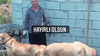 Köpek nasıl eşleşir [upl. by Cavan219]