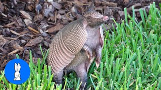 Cute ARMADILLO compilation  NEW 2019 [upl. by Imelda]