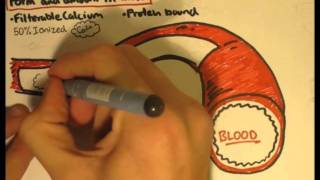 Bone Homeostasis Calcium and Phosphorus Part I [upl. by Egas19]