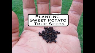 Planting True Sweetpotato Seed [upl. by Florine]